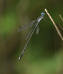 Lestes malabaricus