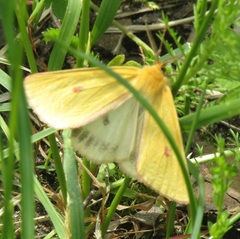 Diacrisia sannio
