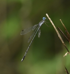 Lestes malabaricus
