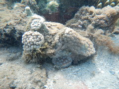 Duncanopsammia peltata