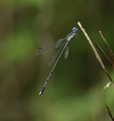 Lestes malabaricus