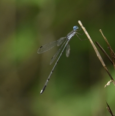 Lestes malabaricus