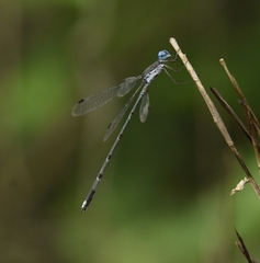 Lestes malabaricus