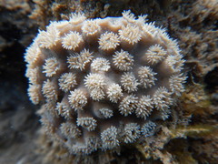 Duncanopsammia peltata