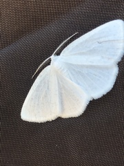 Lomographa vestaliata