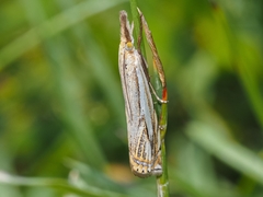 Crambus saltuellus