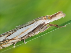 Crambus saltuellus