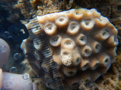 Duncanopsammia peltata