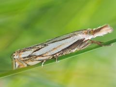 Crambus saltuellus