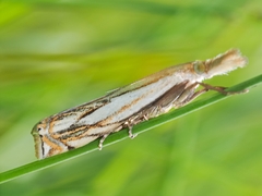 Crambus saltuellus