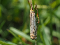 Crambus saltuellus
