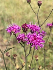 Vernonia acaulis