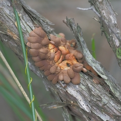 Hypocreopsis amplectens