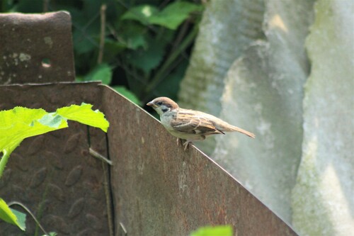Moineau friquet, jeune