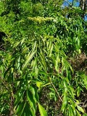 Magnoliopsida
