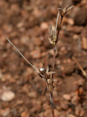 Scleria brownii
