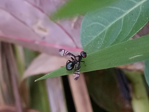 Rivellia hispanica