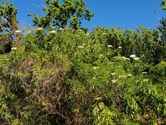 Magnoliopsida