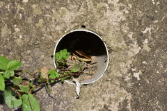 Eutropis longicaudata