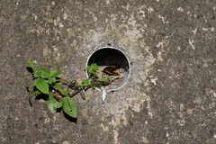 Eutropis longicaudata