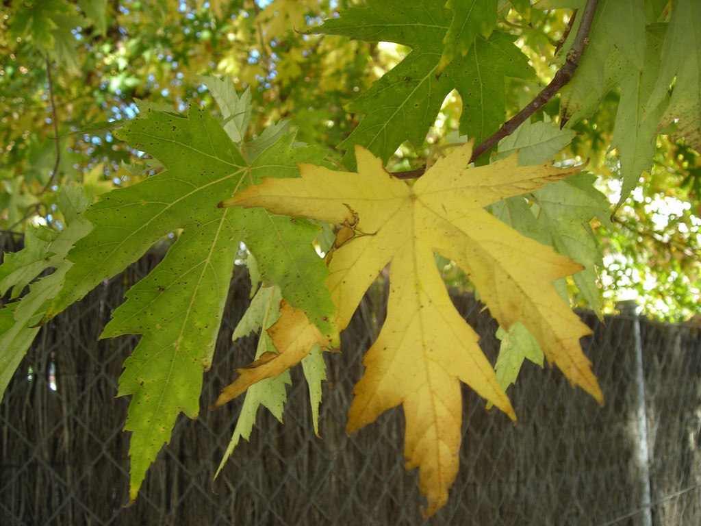 The World´s Tree Species: Silver maple leaf