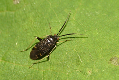 Criocoris crassicornis