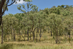 Corymbia erythrophloia