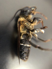 Megachile
