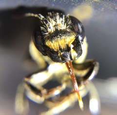 Megachile