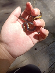 Calamaria lumbricoidea