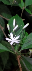 Tarenna gracilipes