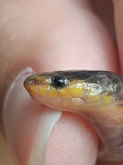 Calamaria lumbricoidea