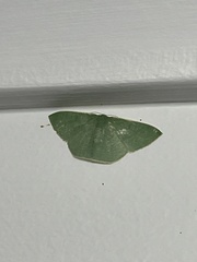 Prasinocyma ocyptera