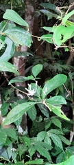 Tarenna gracilipes