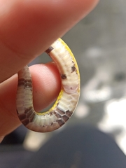 Calamaria lumbricoidea