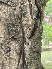 Dendrelaphis calligaster