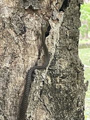 Dendrelaphis calligaster
