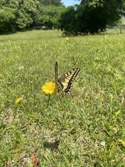 Papilio machaon hippocrates