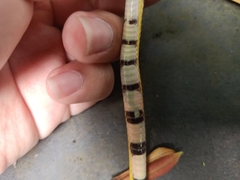 Calamaria lumbricoidea