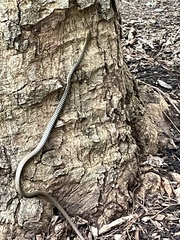 Dendrelaphis calligaster