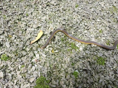 Calamaria lumbricoidea