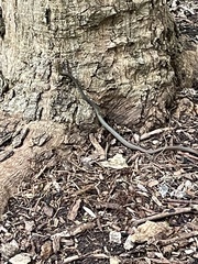 Dendrelaphis calligaster
