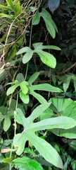 Trichosanthes pilosa
