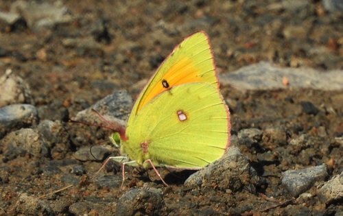 Colias heos