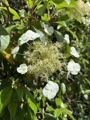 Hydrangea seemannii