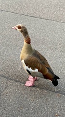 Alopochen aegyptiaca