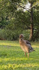 Alopochen aegyptiaca