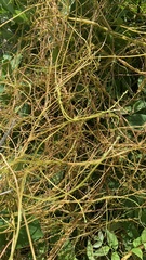 Cuscuta lupuliformis