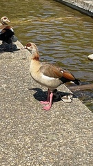 Alopochen aegyptiaca