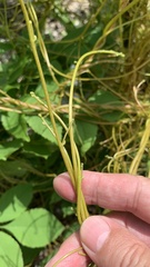 Cuscuta lupuliformis